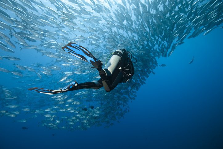 Trevally and diver at Panglao - Philippines
